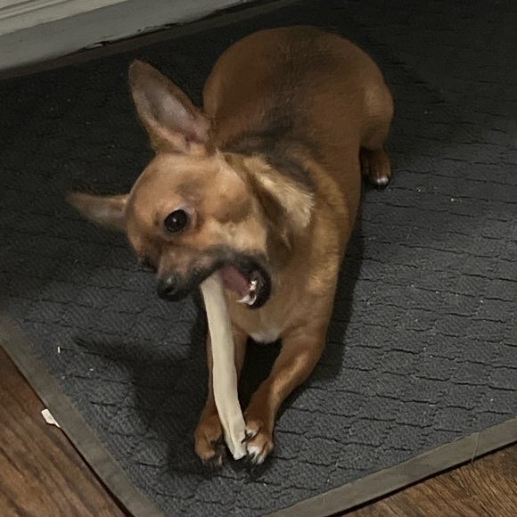 Moor and Lambchop they love their handmade crochet puppy blankets and sweatersπ - Picture 4 of 17